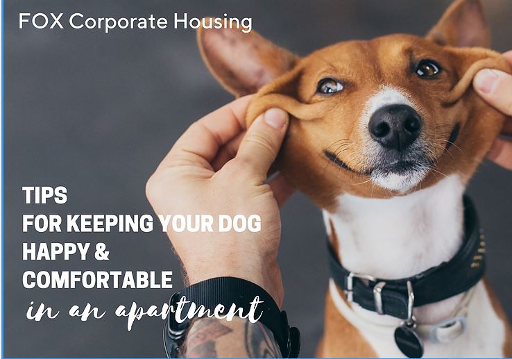 Tips for Keeping your Dog Happy & Comfortable in an Apartment | FOX Corporate Housing